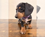 Small #1 Dachshund