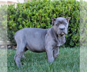 Cane Corso Puppy for sale in EAST EARL, PA, USA