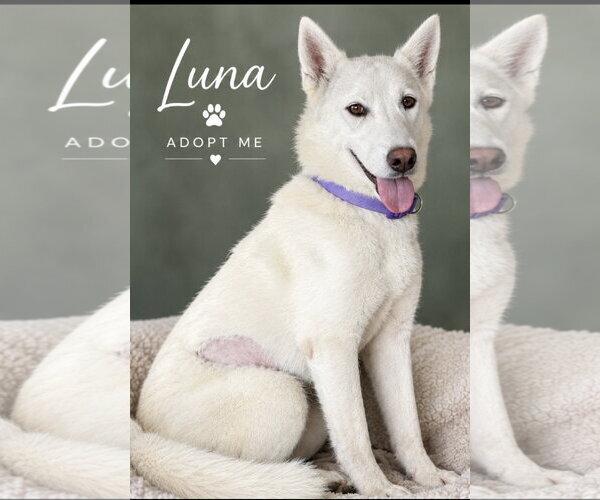 Medium Photo #1 Siberian Husky Puppy For Sale in Fenton, MO, USA