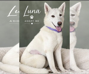 Siberian Husky Dogs for adoption in Fenton, MO, USA
