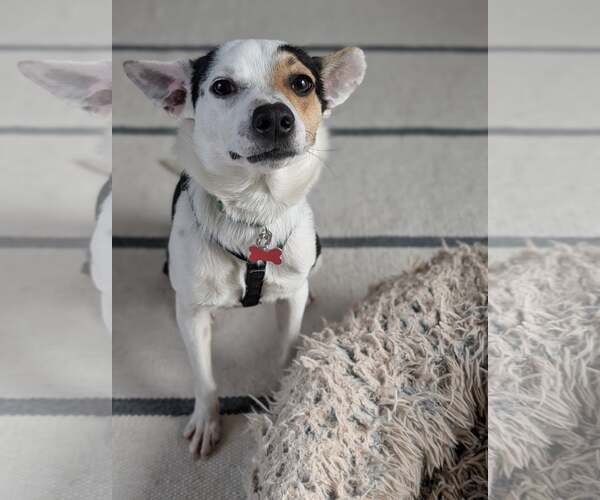 Medium Photo #1 Rat-Cha Puppy For Sale in Atlanta, GA, USA