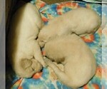 Small Photo #2 Golden Retriever Puppy For Sale in IDAHO SPRINGS, CO, USA