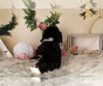 Small Photo #10 Zuchon Puppy For Sale in WARSAW, IN, USA