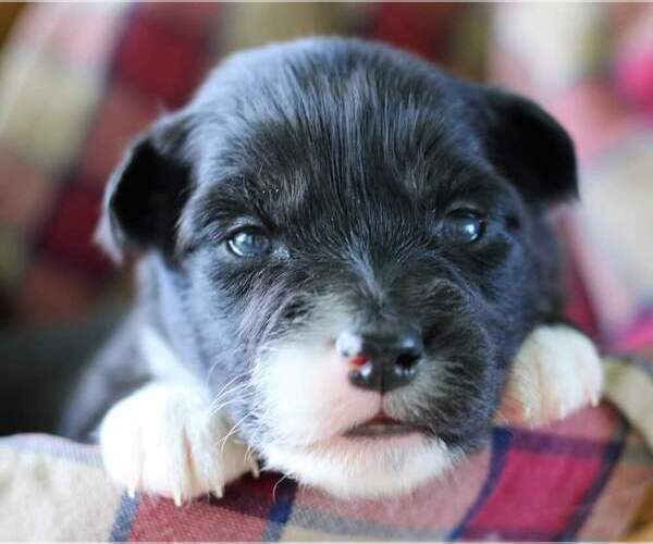 Medium Photo #6 Australian Shepherd Puppy For Sale in DANVILLE, PA, USA