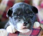Small Photo #6 Australian Shepherd Puppy For Sale in DANVILLE, PA, USA