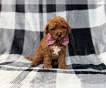 Small #4 Goldendoodle (Miniature)