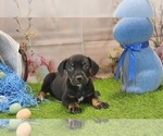 Small #9 Catahoula Leopard Dog