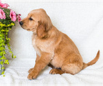 Puppy Dustin Golden Retriever