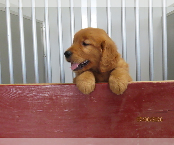 Medium Photo #3 Golden Retriever Puppy For Sale in THORP, WI, USA