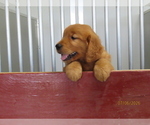 Small Photo #3 Golden Retriever Puppy For Sale in THORP, WI, USA