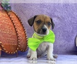Small Photo #4 Jack Russell Terrier Puppy For Sale in LANCASTER, PA, USA