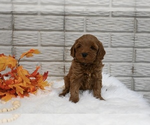 Cavapoo Puppy for sale in HOLMESVILLE, OH, USA