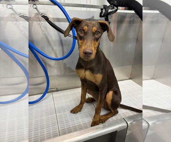 Medium Photo #4 Doberman Pinscher Puppy For Sale in Buffalo, MN, USA