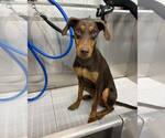 Small #3 Doberman Pinscher
