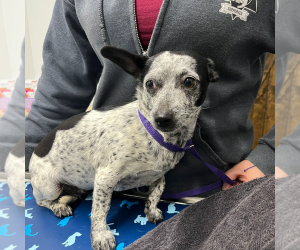 Medium Photo #1 Rat-Cha Puppy For Sale in Chico, CA, USA