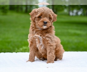 Goldendoodle (Miniature) Puppy for sale in MILLERSBURG, OH, USA