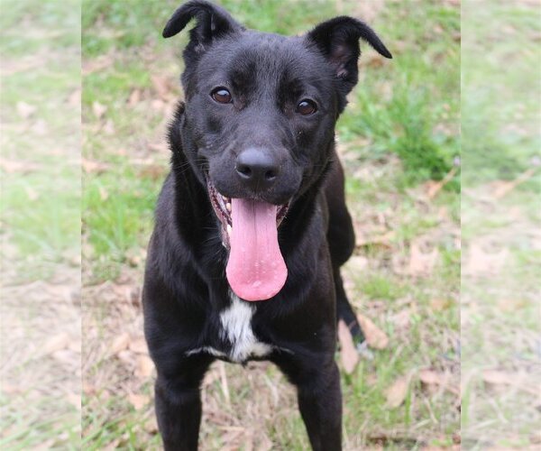 Medium Photo #1 Labrador Retriever-Unknown Mix Puppy For Sale in Jackson, MS, USA