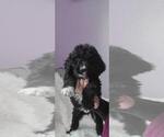 Small Photo #1 Bernedoodle Puppy For Sale in PAONIA, CO, USA