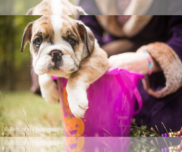 Medium Photo #28 Bulldog Puppy For Sale in STRAFFORD, MO, USA