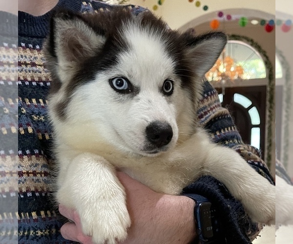 Medium Photo #20 Pomsky-Siberian Husky Mix Puppy For Sale in WINDERMERE, FL, USA