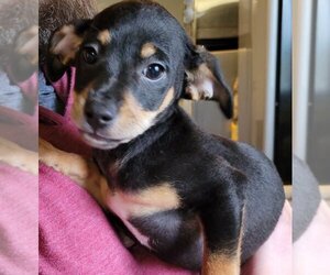 Miniature Pinscher-Unknown Mix Dogs for adoption in Carrollton, TX, USA