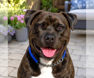 Prancer - Foster or Adopt Me! - Male American Staffordshire Terrier-Unknown Mix Dog for Adoption - Photo #21