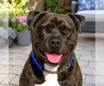 Small #20 American Staffordshire Terrier Mix