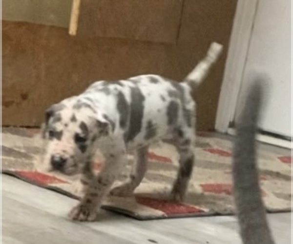 Medium Photo #8 Great Dane Puppy For Sale in BLOOMFIELD, KY, USA