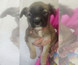 Great Dane-Unknown Mix Dogs for adoption in Amarillo, TX, USA