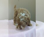 Small #4 Poodle (Miniature)