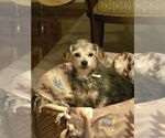 Small #4 Mutt