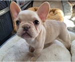 Small Photo #5 French Bulldog Puppy For Sale in GILBERTSVILLE, PA, USA