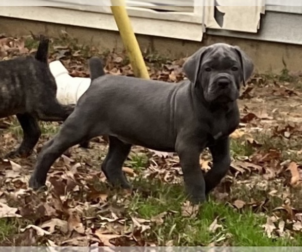 Medium Photo #1 Cane Corso Puppy For Sale in NEWFIELD, NJ, USA