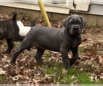 Small Photo #1 Cane Corso Puppy For Sale in NEWFIELD, NJ, USA