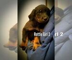 Puppy 8 Rottle