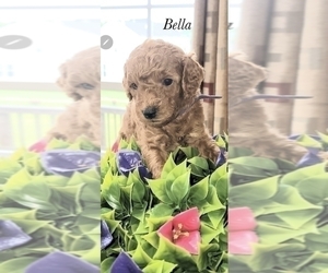 Goldendoodle (Miniature) Puppy for Sale in COATESVILLE, Pennsylvania USA