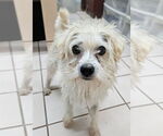 Small #1 Mutt