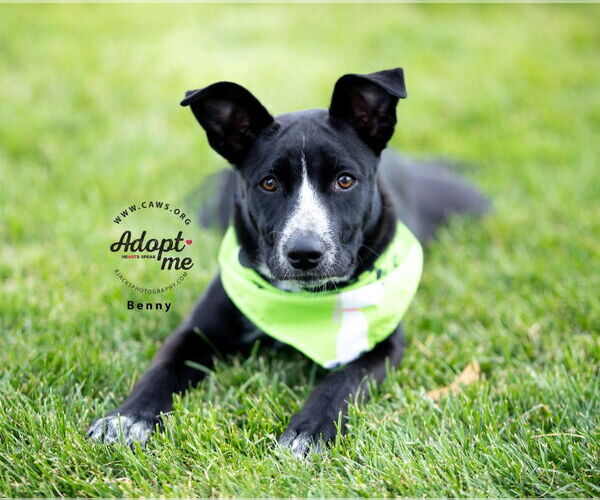 Medium Photo #5 Border-Aussie Puppy For Sale in Salt Lake City, UT, USA