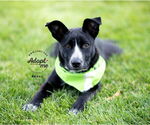 Small #4 Border-Aussie