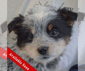 Mutt Dogs for adoption in Huntley, IL, USA