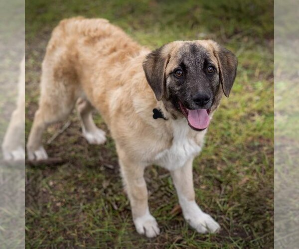 Medium Photo #6 Anatolian Shepherd-Unknown Mix Puppy For Sale in Plymouth, MN, USA
