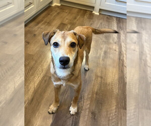 Medium Photo #1 Labrador Retriever-Unknown Mix Puppy For Sale in Boston, MA, USA