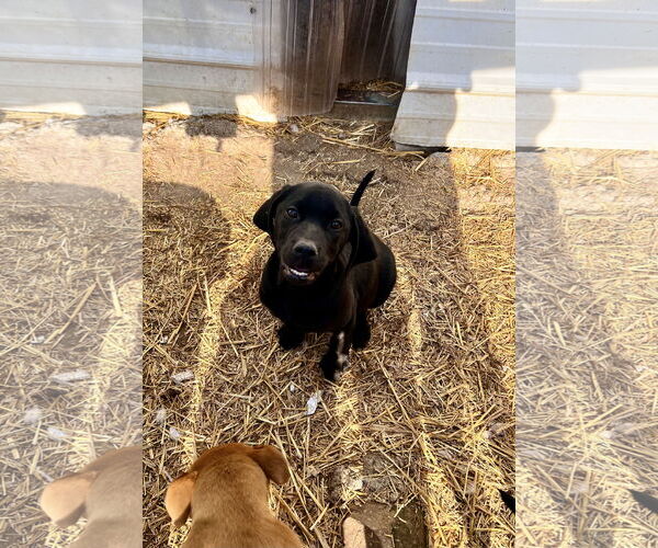 Medium Photo #1 Labrador Retriever Puppy For Sale in Tracy City, TN, USA