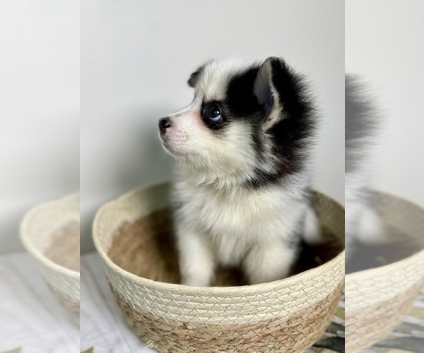 Medium Photo #8 Pomsky Puppy For Sale in NASHUA, NH, USA