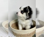 Small #7 Pomsky