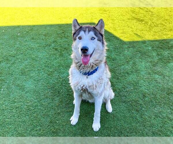 Medium Photo #3 Siberian Husky Puppy For Sale in Orange, CA, USA