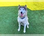 Small #2 Siberian Husky