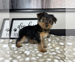 Small #1 Yorkshire Terrier