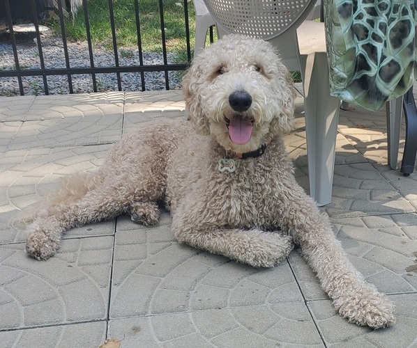 Medium Photo #1 Goldendoodle Puppy For Sale in S ATTLEBORO, MA, USA