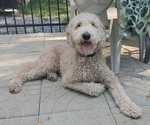 Small Photo #1 Goldendoodle Puppy For Sale in S ATTLEBORO, MA, USA